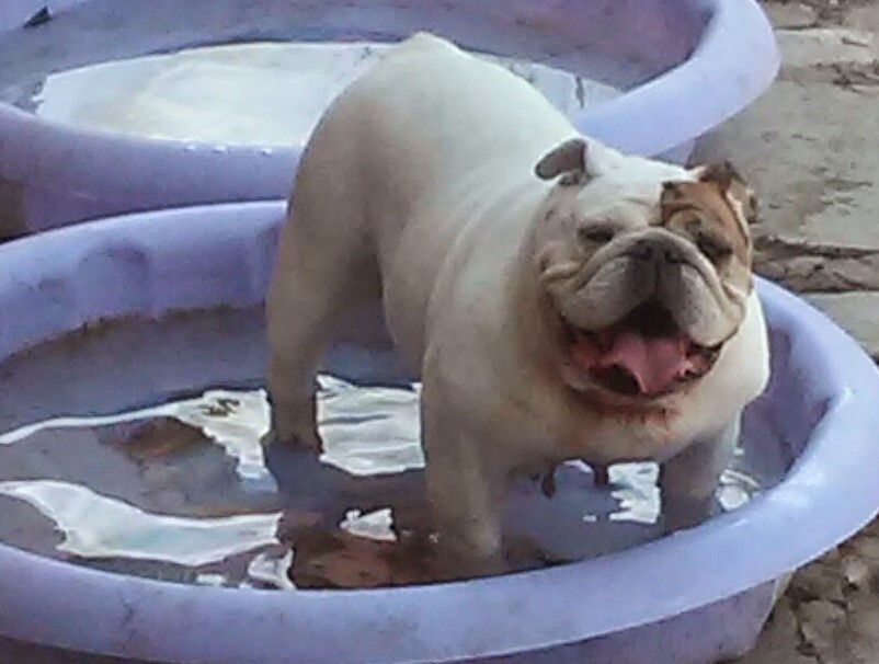 Mobile Dog Grooming Service The Woodlands TX