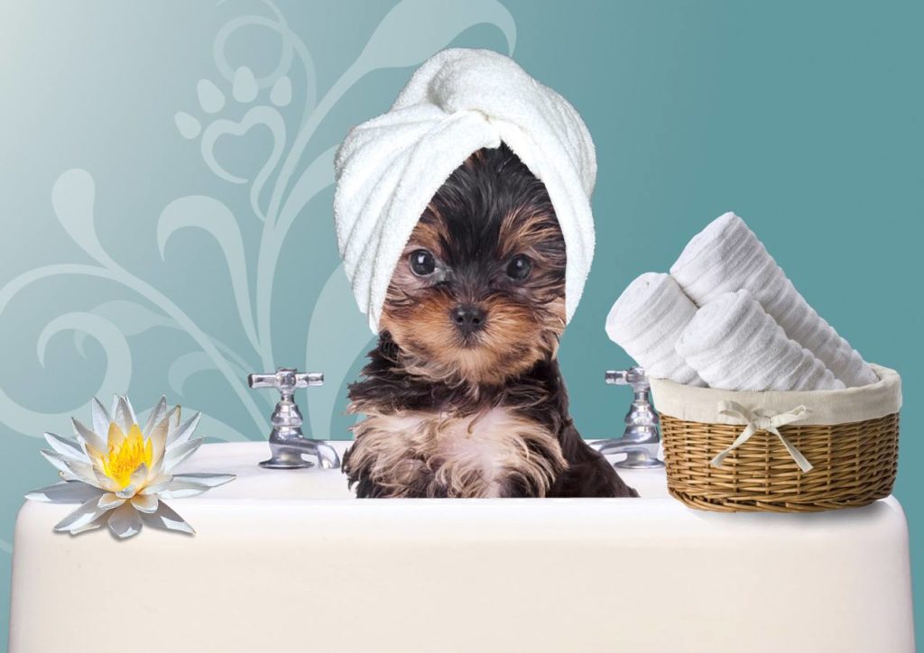 Mobile Pet Grooming Services Houston TX