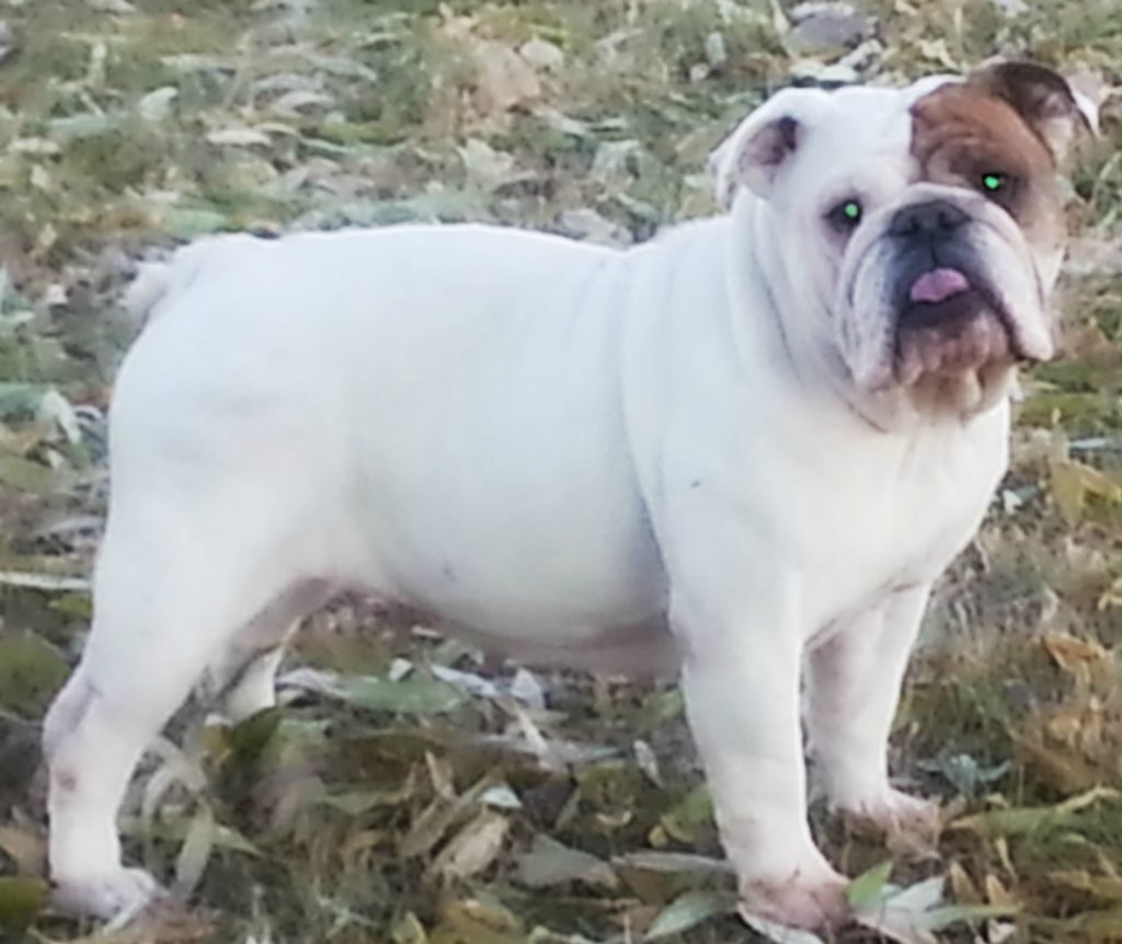 Mobile Cat and Dog Grooming Services North Houston TX and Suburbs