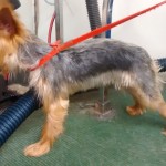Mobile dog grooming services houston TX Yorkie