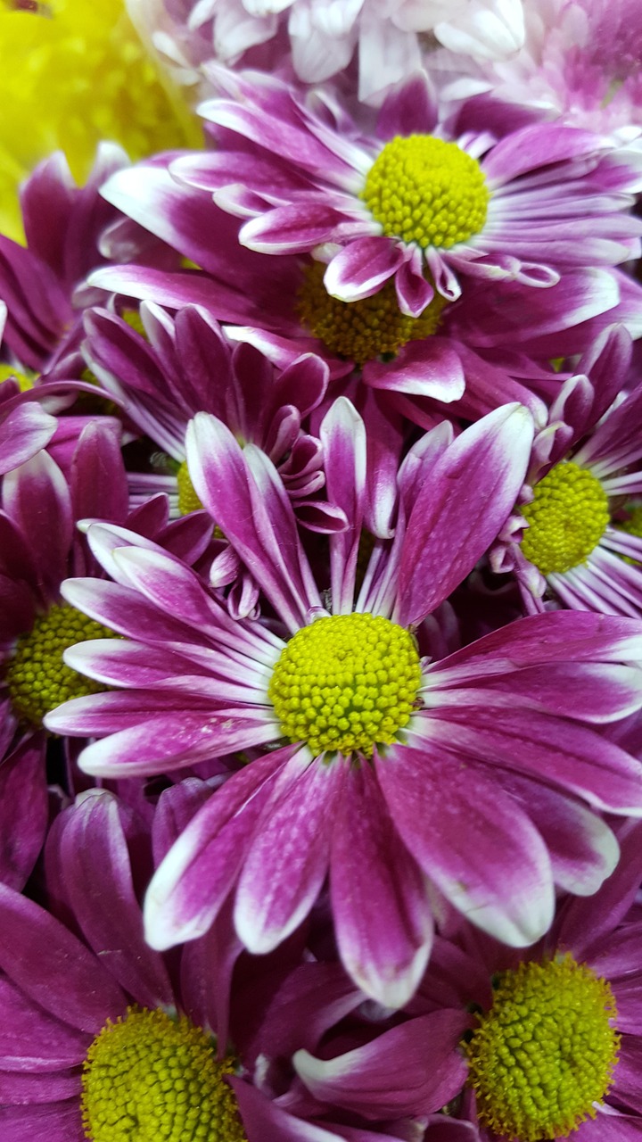 purple, flower, nature, purple flowers, purple flower, flower wallpaper, natural, floral, plant, garden, bloom, spring, blossom, white, bouquet, petal, macro, pink, green, decoration, fresh, flower background, beautiful flowers, summer, leaf, spa, violet, water, lilac, color, black, organic, bright